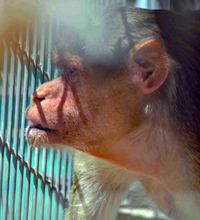 monkey family